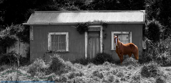 slides/Old shack and horse.jpg  Old shack and horse